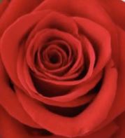 Rose True Red